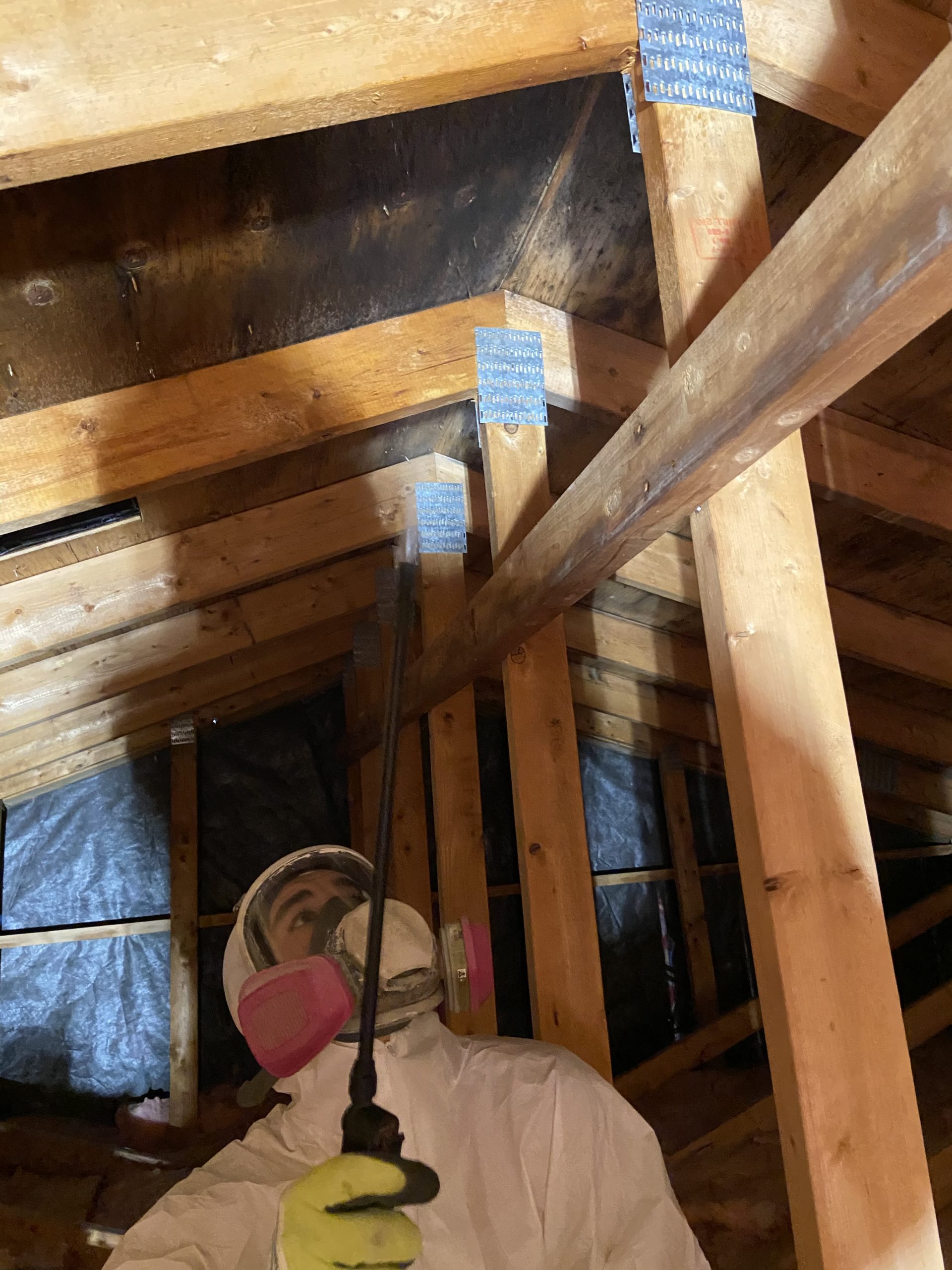 attic mould removal